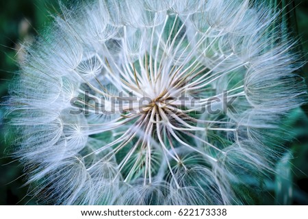 Tragopogon pseudomajor S. Nikit. Dandelion seeds, photo close up. Toning with high contrast. Royalty-Free Stock Photo #622173338