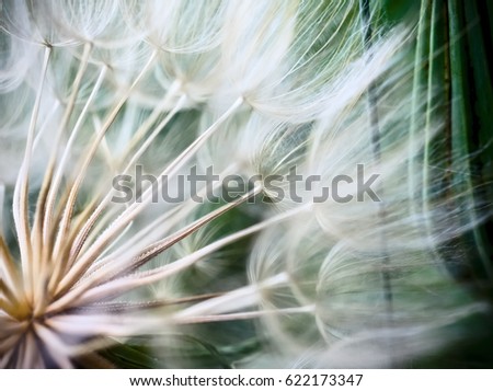 Tragopogon pseudomajor S. Nikit. Dandelion seeds, photo close up. Toning with high contrast. Royalty-Free Stock Photo #622173347