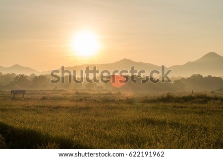 Rice fields in the morning by the sun was warm.