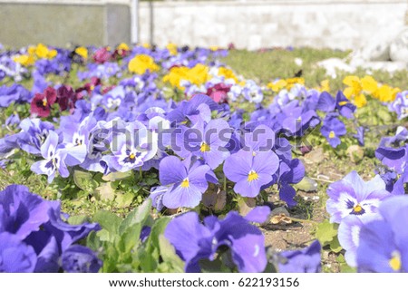 Large flower bed with pansy flowers