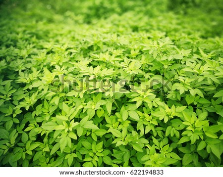 Green leave texture  fresh background  