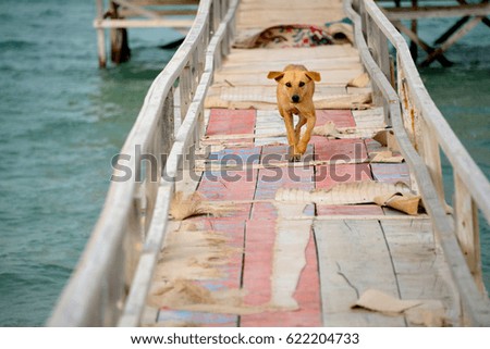 A Pitbull mix charges on the pier towards the camera in this picture taken in Busaiteen, Bahrain. Breeders, who carry on illegal activities, are now facing action, thanks to a government initiative