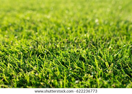 Grass on the football pitch