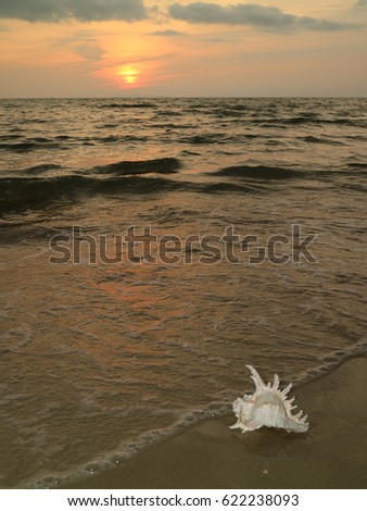 Tropical sunset beach with a natural Murex Ramosus shell, Gulf of Thailand 