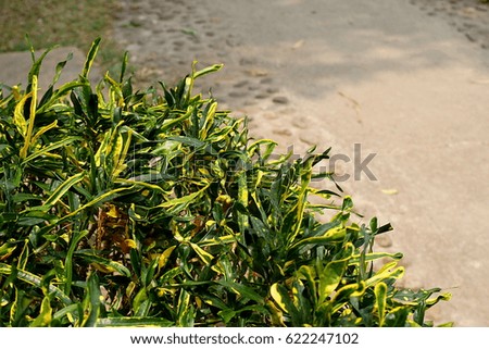  Codiaeum variegatum (croton) by a pathway in a garden