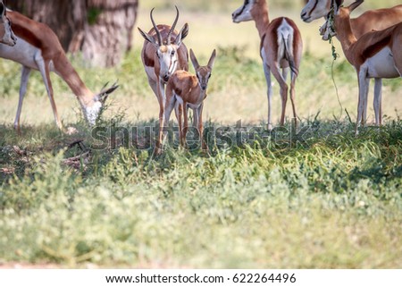 Baby Springbok with a herd of Springbok in the Kgalagadi Transfrontier Park, South Africa.