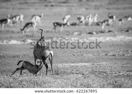 Suckling baby Red hartebeest in black and white in the Kgalagadi Transfrontier Park, South Africa.