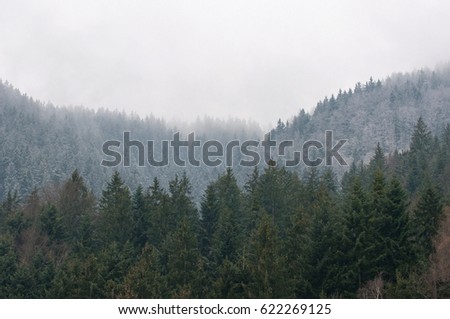 Misty forest Royalty-Free Stock Photo #622269125