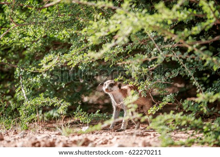 Meerkat observing from under a bush in the Kgalagadi Transfrontier Park, South Africa.