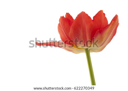 The orange tulip. The  orange tulip isolated on a white background. 