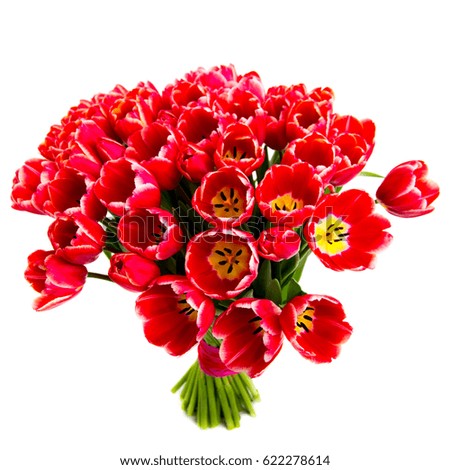 bunch red tulips isolated on white, Top view
