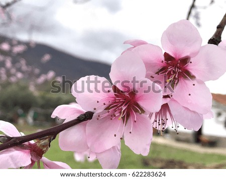 Almond tree in bloom in springtime