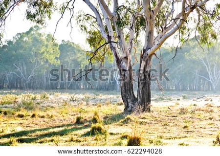 Eucalyptus tree in paddock, New South Wales, Australia Royalty-Free Stock Photo #622294028