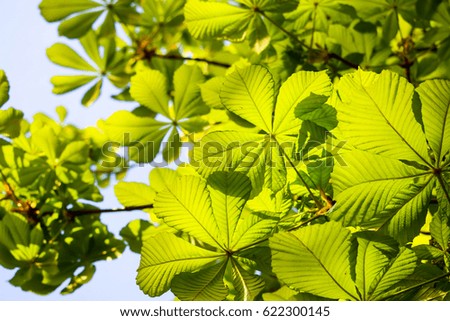 spring, young leaves of chestnut
