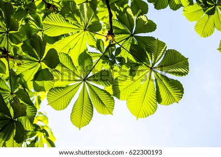 spring, young leaves of chestnut