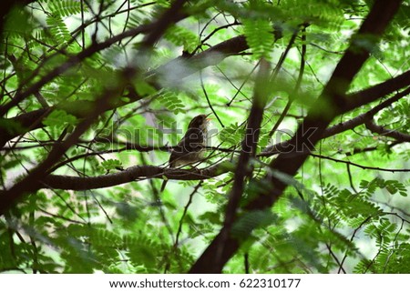 Small bird on tree