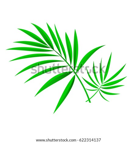 Leaves of tropical green palm