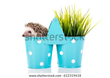 Cute hedgehog inside a vase isolated in white