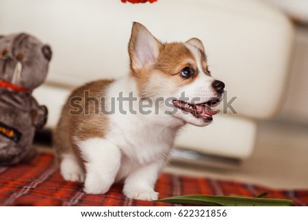 Corgi puppy 