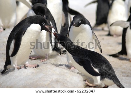 Adelie Penguin Colony taken at Antarctica. Taken at Hope Bay on a sunny day with snow and ice in background.