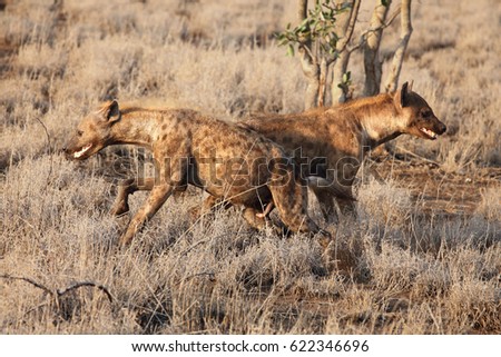 The spotted hyena (Crocuta crocuta), also known as the laughing hyena, pair in savana.