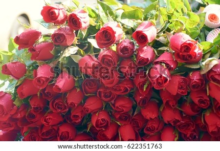 red rose.natural background of roses