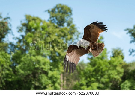 Red backed sea eagle Flying. in Thailand