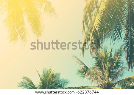 Background of the branches of tropical palm trees, the sky in vintage style. Toning