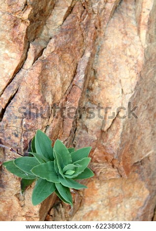 A small dark green mini-plant struggles for life, growing among the stone wall of a steep cliff, the rough outlines of which are colored with different colors (close photo)