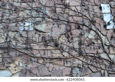  
Branches of a weaving plant on the wall