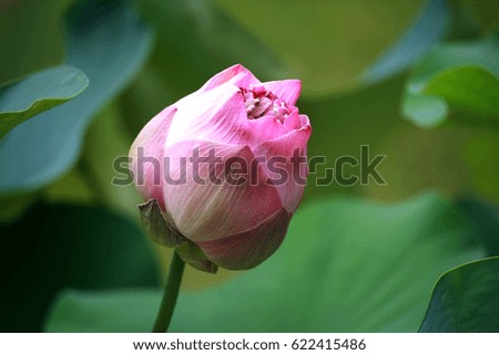Lotus flower be delightful.