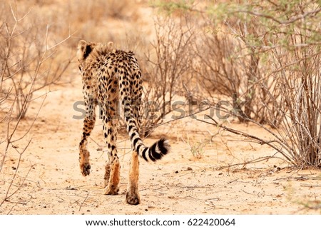 Cheetah walking away in Africa