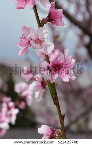 Closeup of peach blossom on blurred background of surrounding nature