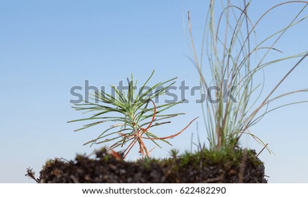 Macro of fir tree (Pinus) with water drops after rain over blue sky background, low point of view
