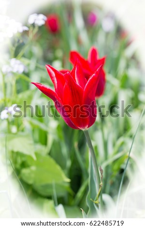 Bright Red Scalloped tulips growing amongst green foliage with a vignetted edge
