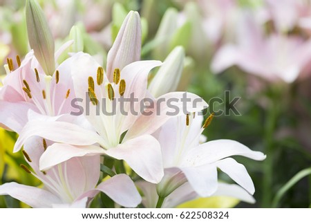 Light Pink Lily Flowers