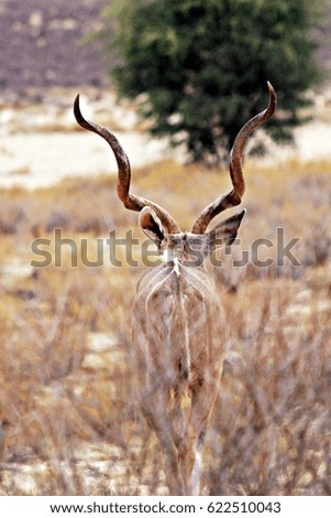 Male kudu in Africa