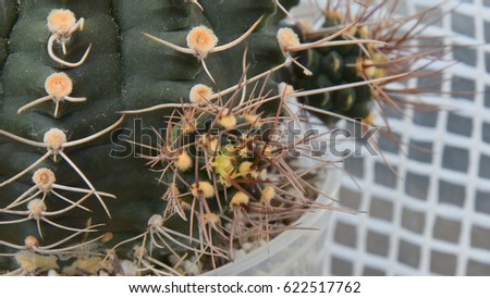 offshoot of cactus