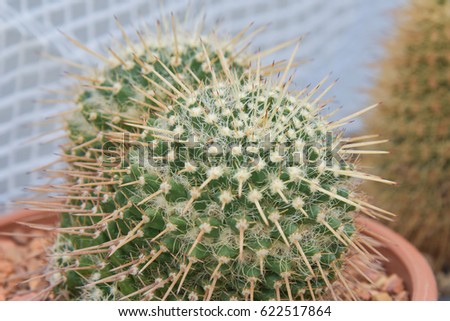 pattern of cactus spike