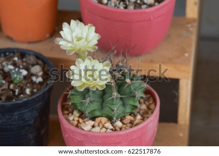 flower of cactus (focus flower)