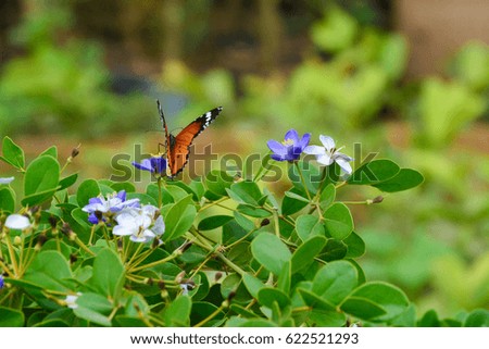 Plain tiger butterfly on blue and white flower with green leaves background
