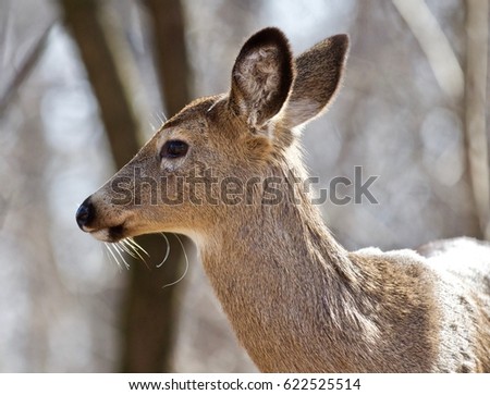 Beautiful isolated photo of wild deer in the forest