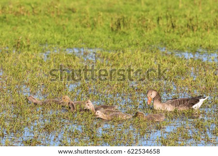 Greylag Goose goslings in spring