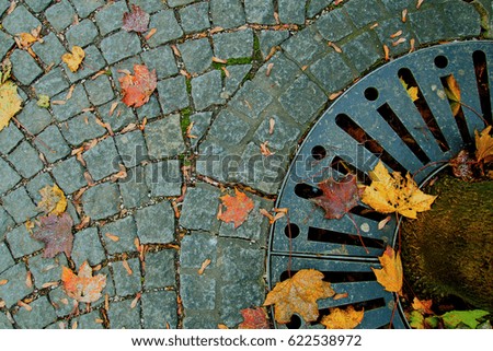 Maple leaves on pavement and drainage.