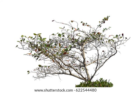 Isolated tree on white for background