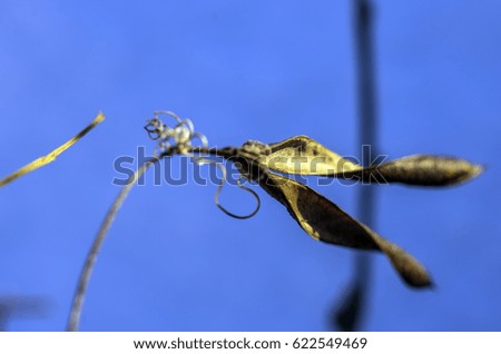 Dry bean pods in winter and blue sky