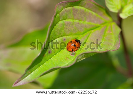 Ladybird beetle (Coccinella septempunctata) on a fly to eat on a leaf