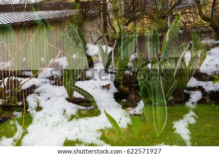 Multi exposure photo - snow covered tulips at flower bed and garden at background.