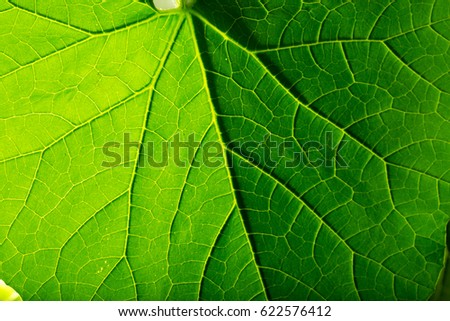leaf texture green abstract background