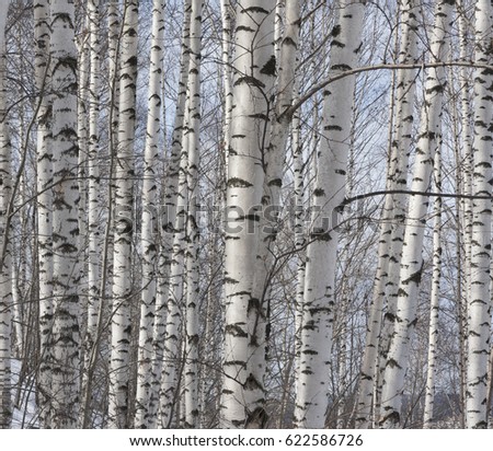 Birch grove in winter Trees lit by the sun